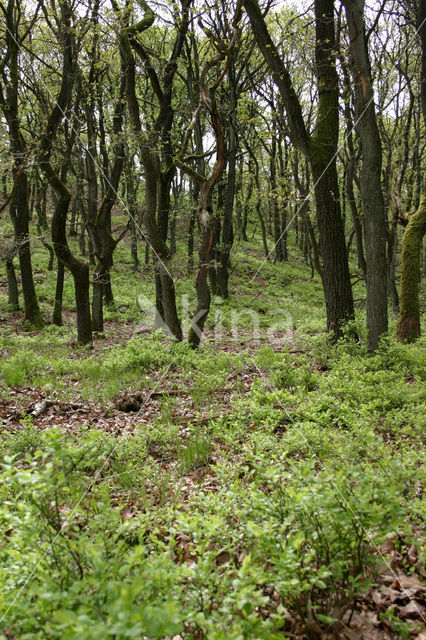 Bilberry (Vaccinium )