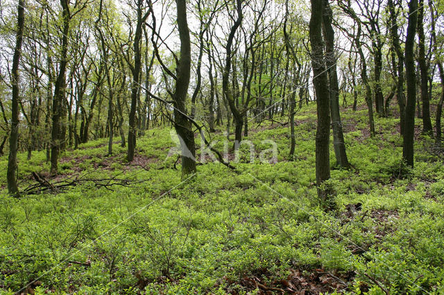 Bilberry (Vaccinium )