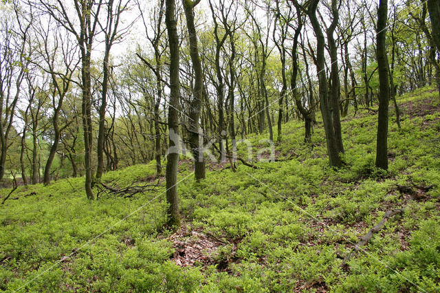 Bilberry (Vaccinium )