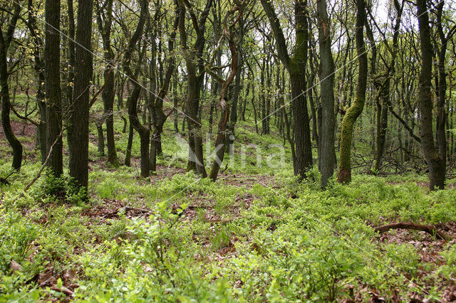 Bilberry (Vaccinium )