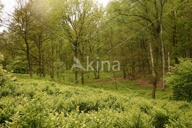 Bosbes (Vaccinium )
