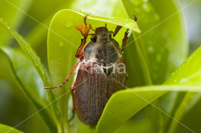 Bosmeikever (Melolontha hippocastani)