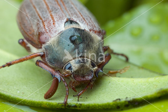 Forest Cockchafer (Melolontha hippocastani)