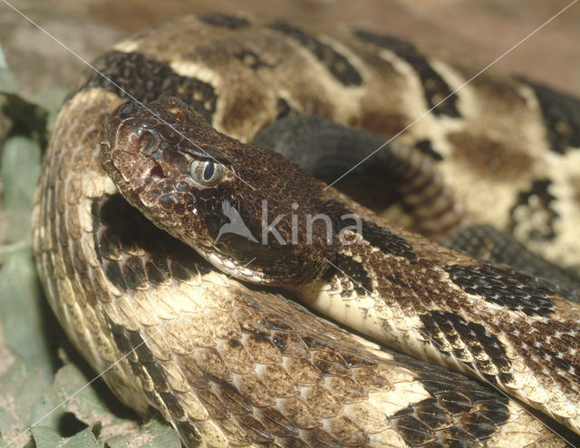 Canebrake Rattlesnake (Crotalus horridus atricaudatus)