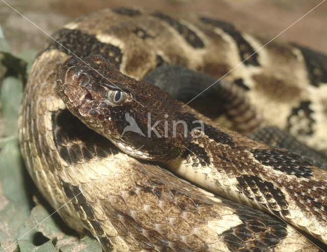 Bosratelslang (Crotalus horridus atricaudatus)