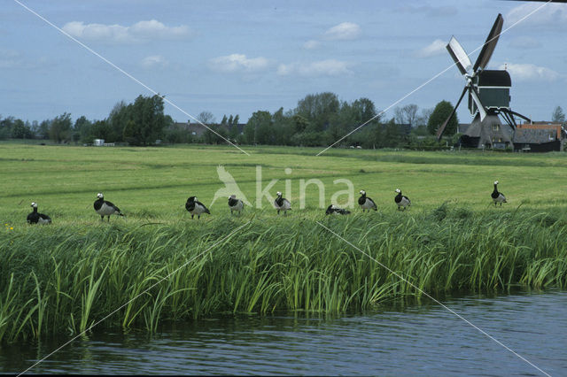 Brandgans (Branta leucopsis)