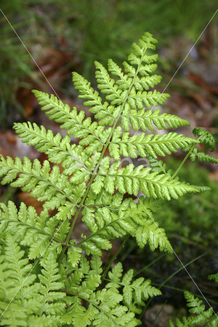 Brede stekelvaren (Dryopteris dilatata)