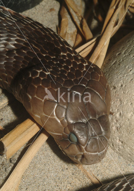 Indian cobra (Naja naja)