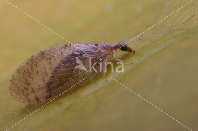 brown lacewing (Hemerobius humulinus)