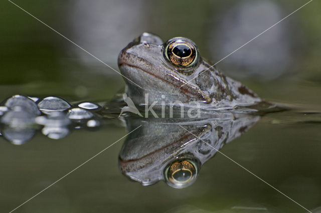 Common Frog (Rana temporaria)