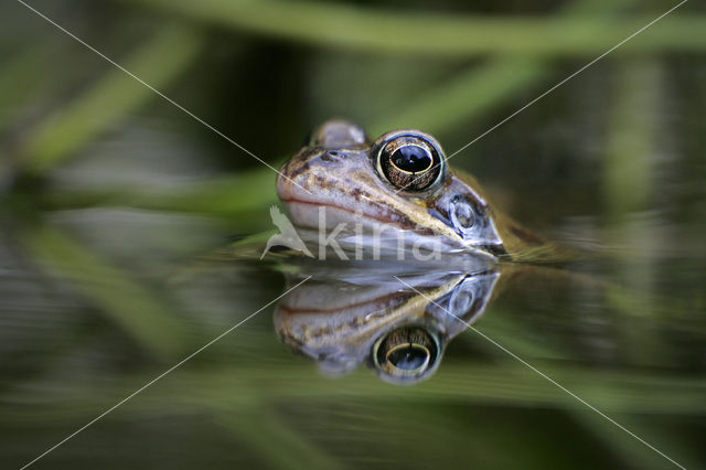 Bruine kikker (Rana temporaria)