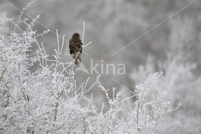 Common Buzzard (Buteo buteo)