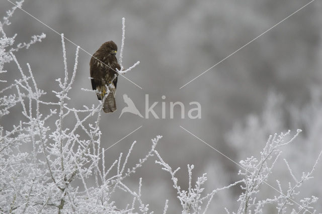 Buizerd (Buteo buteo)