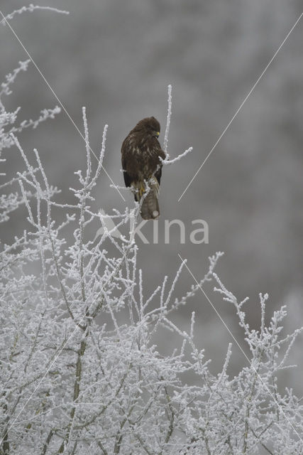 Buizerd (Buteo buteo)