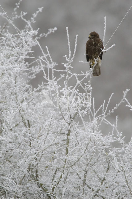 Buizerd (Buteo buteo)