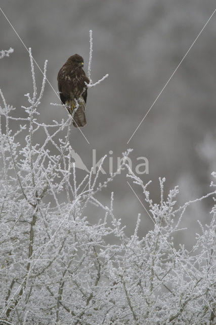 Buizerd (Buteo buteo)