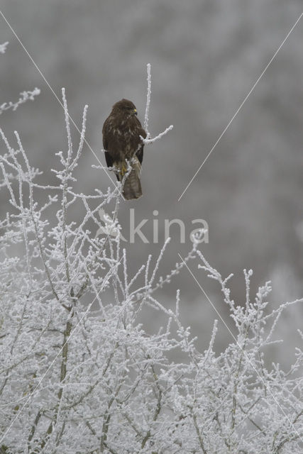 Common Buzzard (Buteo buteo)