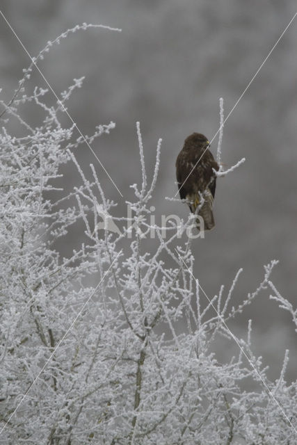 Common Buzzard (Buteo buteo)