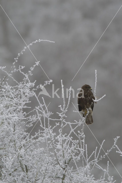 Common Buzzard (Buteo buteo)