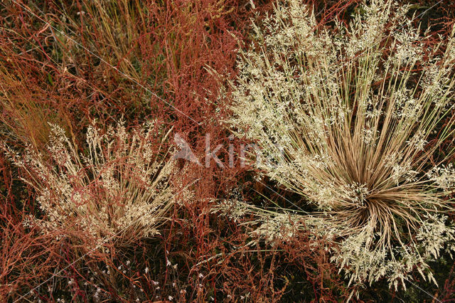 Grey Hair-grass (Corynephorus canescens)