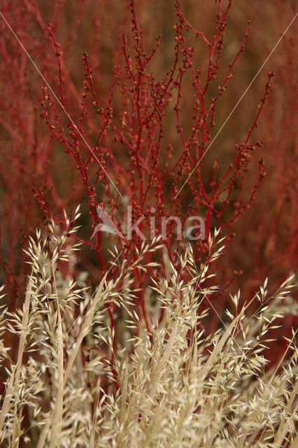 Grey Hair-grass (Corynephorus canescens)