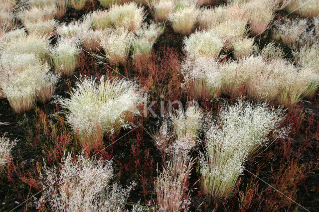 Grey Hair-grass (Corynephorus canescens)