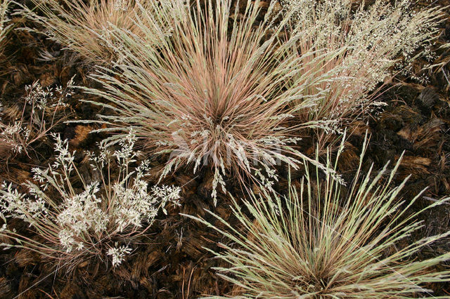 Grey Hair-grass (Corynephorus canescens)