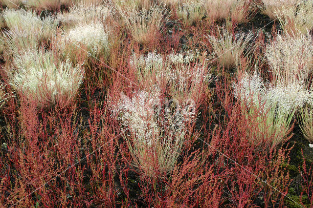 Grey Hair-grass (Corynephorus canescens)