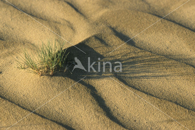 Grey Hair-grass (Corynephorus canescens)