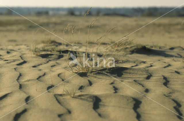 Grey Hair-grass (Corynephorus canescens)