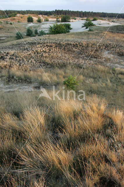 Grey Hair-grass (Corynephorus canescens)