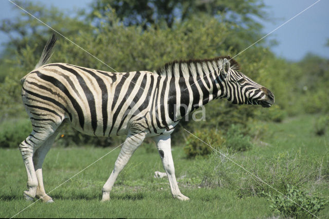 Burchell's zebra (Equus burchellii)