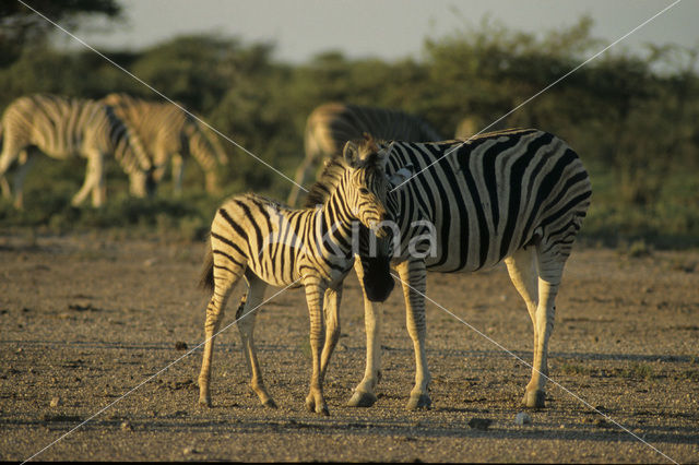 Burchell's zebra (Equus burchellii)