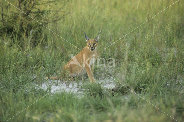 African lynx (Caracal caracal)