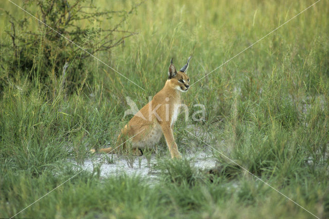 African lynx (Caracal caracal)