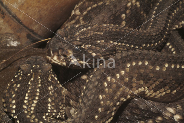 South American neotropical rattlesnake (Crotalus durissus terrificus)