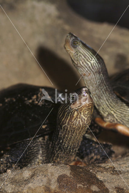 Chinese streepnekschildpad (Ocadia sinensis)