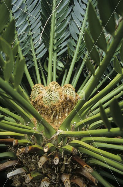 Cycaspalm (Cycas spec.)