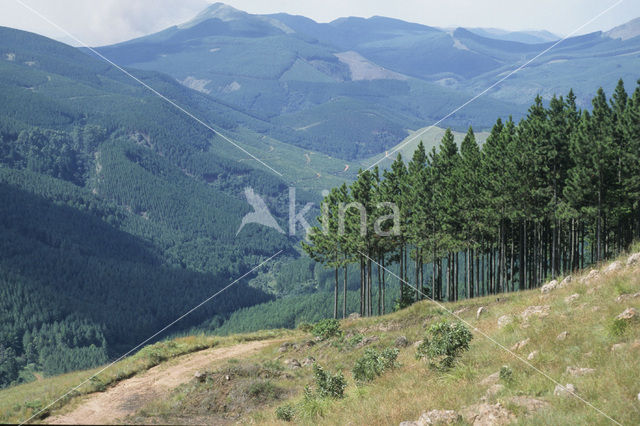 Pine tree (Pinus spec.)