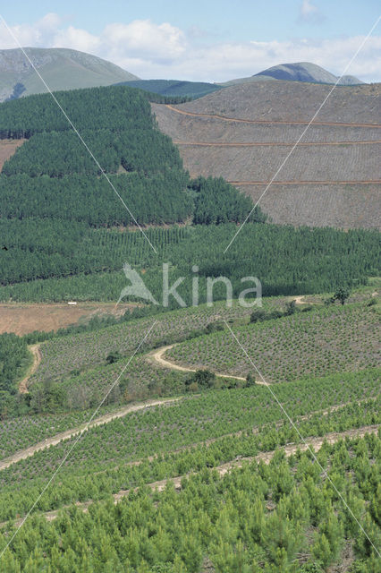 Pine tree (Pinus spec.)