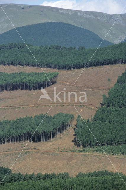 Den (Pinus spec.)