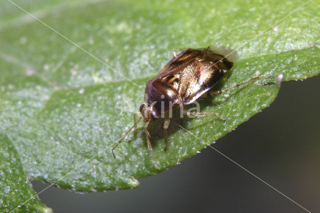 Deraeocoris lutescens