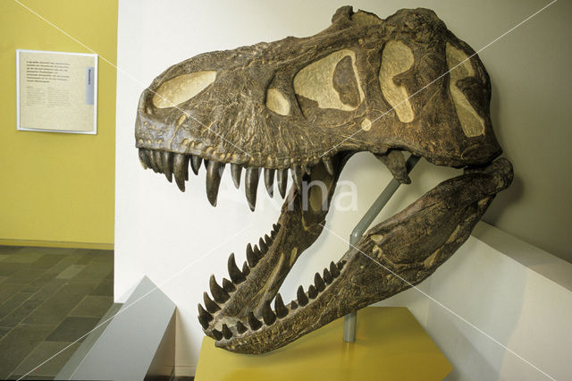 Dinosaur