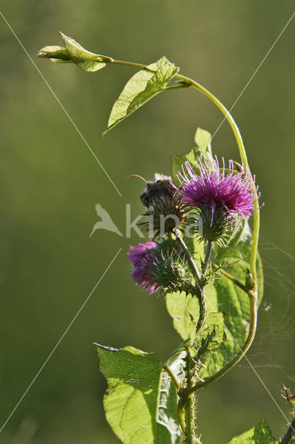 Thistle (Carduus spec.)