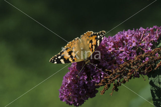 Distelvlinder (Vanessa cardui)