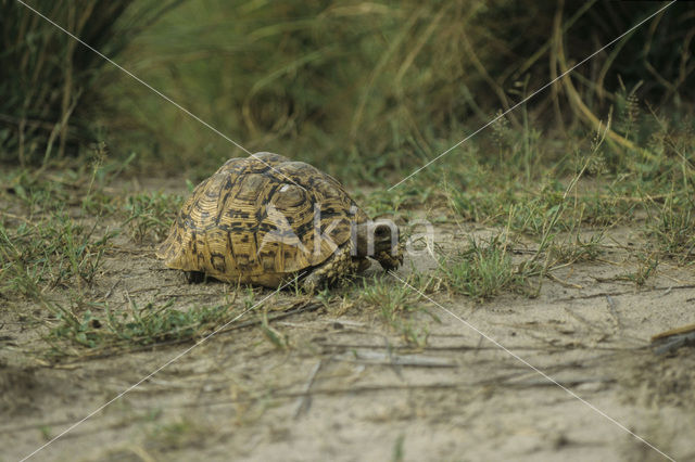 Speke’s hingeback tortoise (Kinixys spekii)