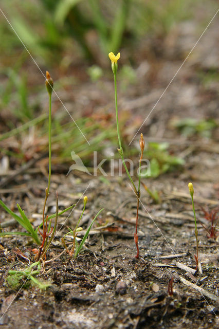 Yellow Centaury (Cicendia filiformis)