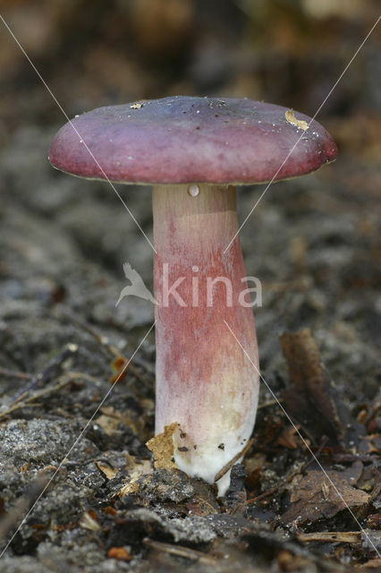 Primrose Brittlegill (Russula drimeia)