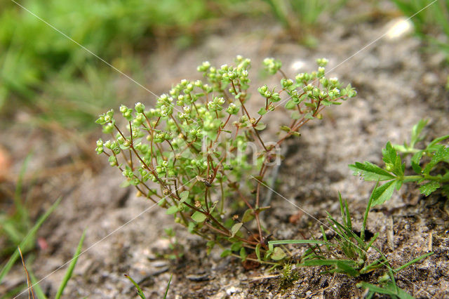 Dwergvlas (Radiola linoides)