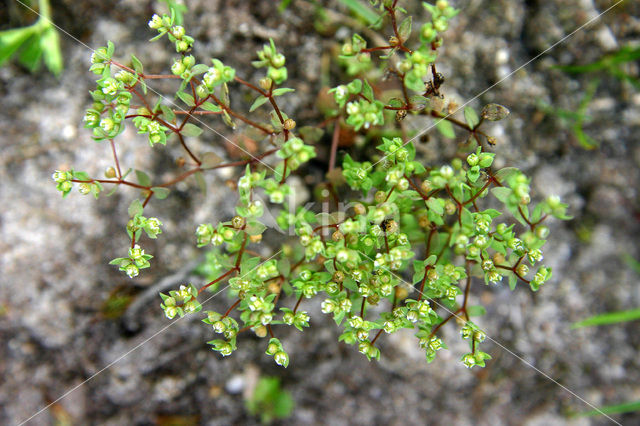 Dwergvlas (Radiola linoides)